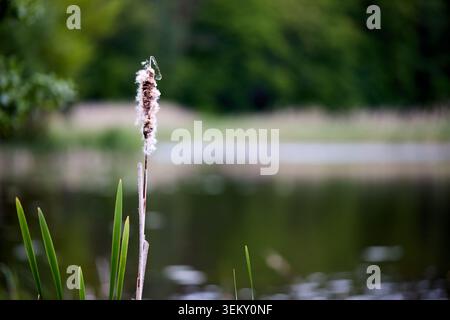 Cattail-Pflanze steht am ruhigen Teich. Nahaufnahme hebt den unscharfen braunen Samenkopf hervor, der zu flauschigen weißen Fasern übergeht. Grüne Blätter und verschwommenes Wasser Stockfoto