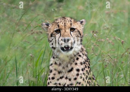 Ein Porträt eines Gepardes (Acinonyx jubatus), der im langen Gras sitzt und in die Kamera starrt Stockfoto