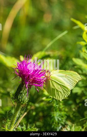 Nahaufnahme ATA Brimstone-Schmetterling auf einer Thistle-Blume Stockfoto
