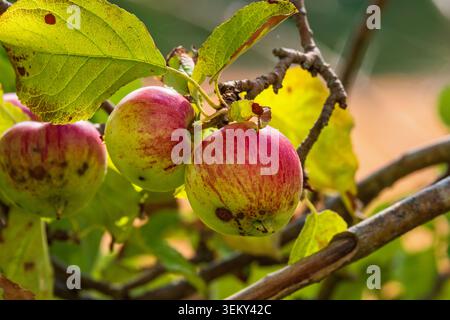 Äpfel auf einem Baumzweig im Sommer Stockfoto