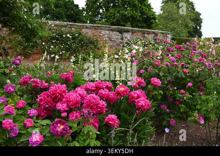 Im Sommer ummauerte Rosengartenszene mit historischen Rosen, Pfingstrosen, Sisyrinchium, Mottisfont Abbey Gardens UK May Stockfoto