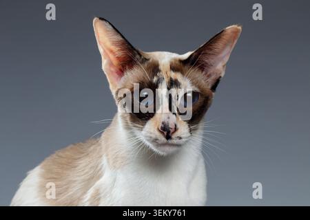 Nahaufnahme von Blue Eyed Oriental Shorthair, der auf die Kamera auf weißem Hintergrund blickt Stockfoto