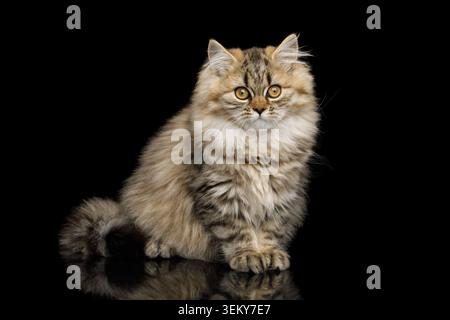 Furry Kitten sitzend und neugierig in der Kamera auf isoliertem Black Background Stockfoto