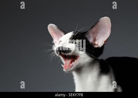 Nahaufnahme lustige Meowing Oriental Kurzhaar auf dunklem Hintergrund, Seitenansicht Stockfoto