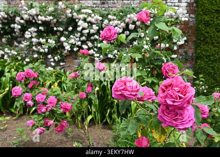 Zwei leuchtend rosa Sommerrosenblüten von Damastrosen rosa amande paternotte, mit weißer Kletterrose dahinter wächst im britischen ummauerten Garten Mai Stockfoto