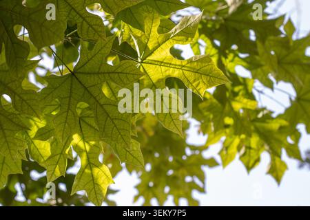 Hinterleuchtetes Laub von Brachychiton, auch bekannt als Lacebark Baum, Spitze kurrajong, rosa kurrajong, Peeling Flaschenbaum, weißer kurrajong, Hutbaum an Stockfoto