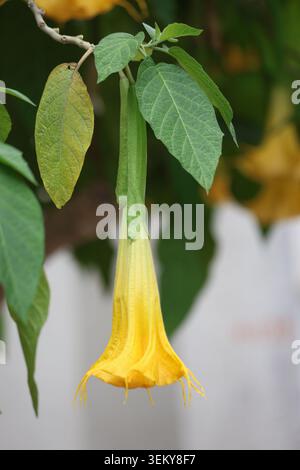 Gelbe Engelstrompete (Brugmansia) Blüten hängen an Zweigen mit grünen Blättern Stockfoto