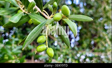 Nahaufnahme des Olivenzweigs mit grünen Oliven und detaillierten Olivenbäumen in Vinaròs, Spanien Stockfoto