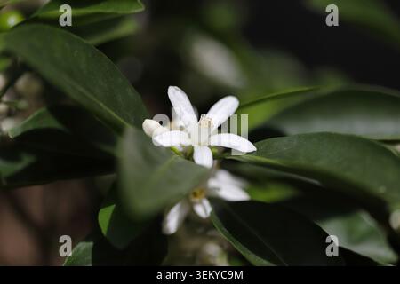 Weiße Mandarinenblüten eines Baumes Stockfoto