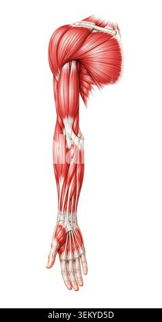 Detaillierte medizinische Illustration der menschlichen Arm muskuläre Anatomie zeigt Schultermuskeln Unterarmsehnen obere Gliedmaßen Anatomie und muskuloskelettale Strukturen Stockfoto