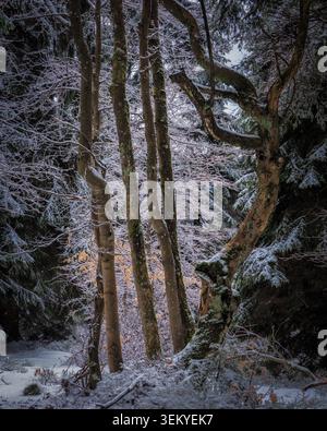Schneebedeckte Bäume stehen im Winter in einem kalten, ruhigen Wald Stockfoto