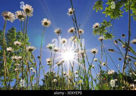 Gänseblümchen (Leucanthemum), fotografiert aus einem Frosch'S-Augen-Blick vor dem hellblauen Sommerhimmel, Bayern, Deutschland, Europa Stockfoto