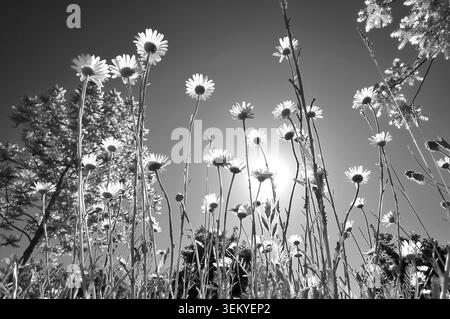 Schwarzweißfoto von Gänseblümchen (Leucanthemum) aus der Froschperspektive's-Blick vor dem hellblauen Sommerhimmel, Bayern, Deutschland, Europa Stockfoto