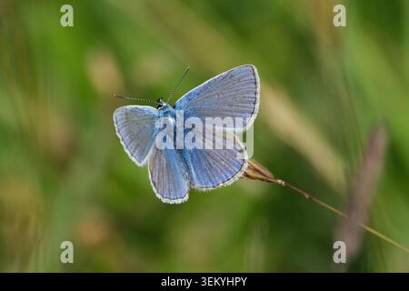 Gemeiner blauer Schmetterling (Polyommatus icarus), der auf Grashalm auf einer Wildblumenwiese ruht Stockfoto