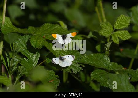 Orange-Tip Anthocharis cardamines, männlicher Schmetterling, der versucht, sich mit einem Weibchen zu paaren, das auf einem Blatt sitzt, Nottinghamshire, Großbritannien, April Stockfoto