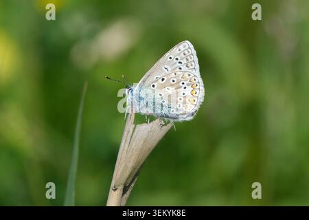 Gewöhnlicher blauer Schmetterling (Polyommatus icarus), der auf einem trockenen Grashalm aus nächster Nähe thront Stockfoto