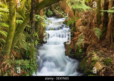 Ein Bach, der eine Treppe aus Felsvorsprüngen in üppigem neuseeländischem Wald hinunterstürzt, umgeben von Farnen und Bäumen Stockfoto