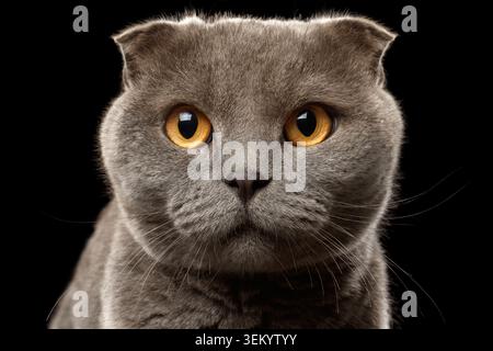 Nahaufnahme Porträt der britischen Falzkatze auf schwarzem Hintergrund Stockfoto