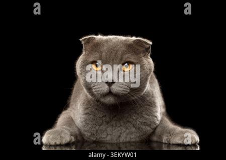 Porträt der wütenden britischen Faltkatze auf schwarzem Hintergrund Stockfoto