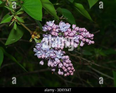 Gemeinsamen Flieder (Syringa Vulgaris) Stockfoto