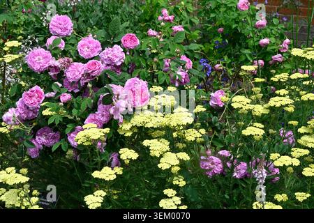 Geviertelte doppelte rosa Sommerrosen von Rosa 'du Maître d'Ecole' aka Rosa 'Comtesse de Lacépède' mit gelbem Schafgarbe UK Garten Mai Stockfoto