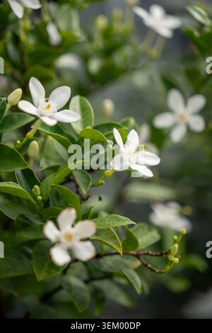 Zarte, weiße, fünfblättrige Blüten blühen zwischen glänzend grünen Blättern auf einem schlanken Zweig, wahrscheinlich Murraya paniculata (orangener Jasmin). Die geringe Tiefe Stockfoto