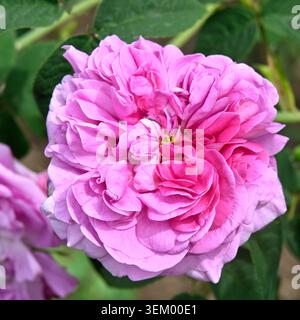 Geviertelte doppelte rosa Sommerrosen von Rosa 'du Maître d'Ecole' aka Rosa 'Comtesse de Lacépède' UK Garden Mai Stockfoto
