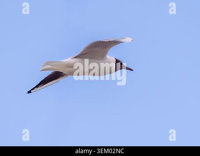 Lachmöwe fliegen Stockfoto