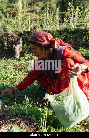 Eine vertikale Seitenansicht einer älteren Pahadi-Frau, die ein traditionelles Dhathu-Kopftuch trägt, erntet auf einem sonnendurchfluteten Feld Bio-Blattgemüse (Saag). Stockfoto