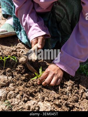 Eine vertikale Nahaufnahme der Hände einer jungen Frau mit einer traditionellen Grabhacke, um Tomatensämlinge in den fruchtbaren, bearbeiteten Boden einer ländlichen Farm zu Pflanzen. Stockfoto