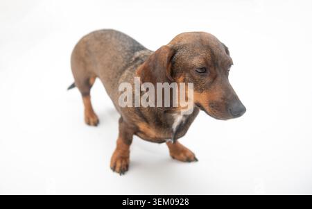 Ganzkörperporträt eines niedlichen kleinen, glatthaarigen Dackelhündchens, der auf einem nahtlosen weißen Hintergrund im Studio steht. Professionelle Haustierfotografie. Stockfoto