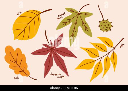 Sammlung australischer Herbstblätter, ein botanisches Herbarium aus herbstlich getrockneten Pflanzen und Blättern Stock Vektor