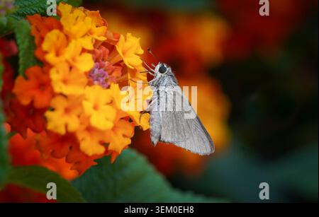 Gegenes nostrodamus, schmuddelig swift Schmetterling, Licht pygmy skipper Skipper im Mittelmeer, Schmetterling, Schmetterling, Mijas, Andalusien, Spanien Stockfoto