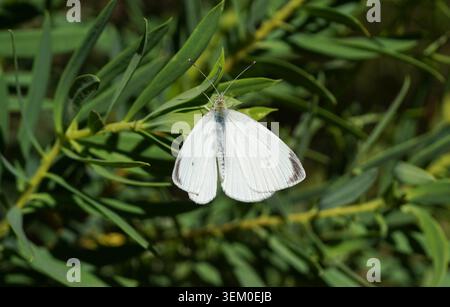 Kohl Weißer Schmetterling (Pieris rapae), der auf einer Blume ruht. Lantana Camara, Spanien. Stockfoto