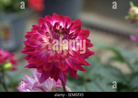 Nahaufnahme einer dekorativen zweifarbigen Dahlienblume mit tiefroten und weißen Blüten. Stockfoto