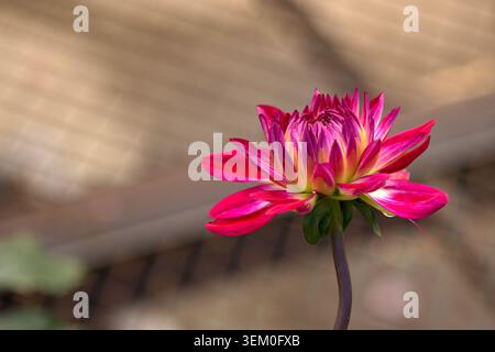 Eine magentafarbene Dahlienblume mit gelbem Grund, die auf einem schmalen Stiel blüht. Stockfoto