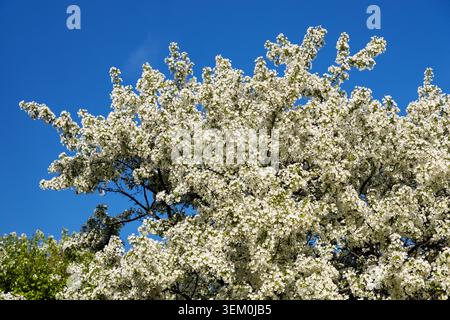 Weißer Frühlingsapfelbaum blüht vor blauem Himmel im Park Stockfoto