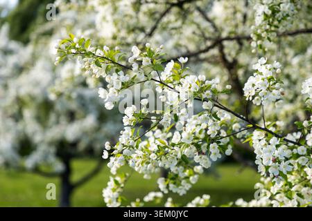 Blühender weißer Apfelzweig im Garten im Frühjahr. Krebsapfelbäume blühen im Arboretum Stockfoto
