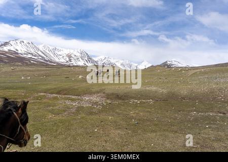 Ein POV-Schuss vom Pferd, der einer beladenen baktrischen Kamelkarawane über eine Almwiese zu schneebedeckten Gipfeln im mongolischen Altai folgt Stockfoto