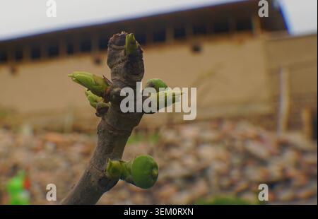 Die Feigenknospen auf dem Zweig im Garten werden von der Frühlingssonne beleuchtet. Stockfoto