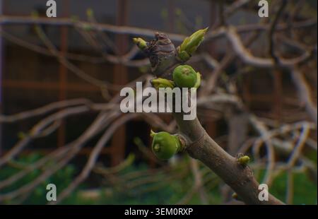 Die Feigenknospen auf dem Zweig im Garten werden von der Frühlingssonne beleuchtet. Stockfoto