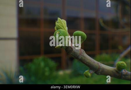 Die Feigenknospen auf dem Zweig im Garten werden von der Frühlingssonne beleuchtet. Stockfoto