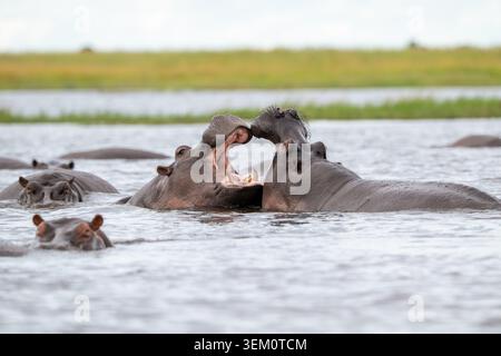 Zwei Flusspferde im flachen Wasser des Chobe River im Chobe National Park, Botswama. Stockfoto