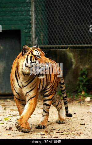 Vollständiger Frontalschuss eines malayischen Tigers, der auf einem Dirt Path vorwärts geht Stockfoto