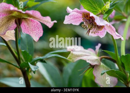 Helleborus orientalis, Sorte 'Tutu', Spätwinter- bis Frühlingsblumen Stockfoto