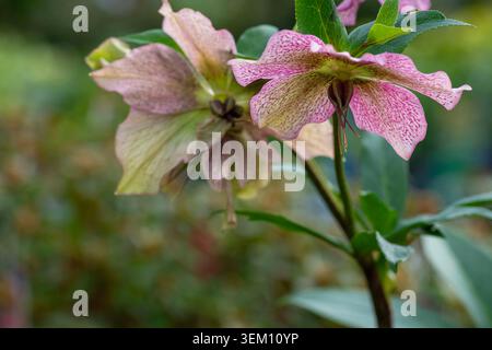 Helleborus orientalis, Sorte 'Tutu', Spätwinter- bis Frühlingsblumen Stockfoto