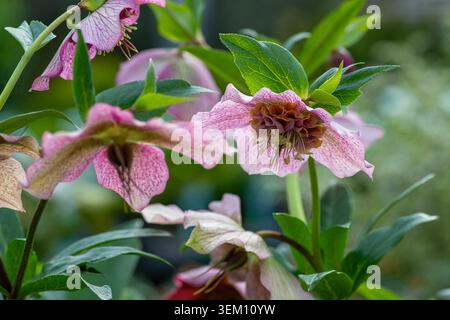 Helleborus orientalis, Sorte 'Tutu', Spätwinter- bis Frühlingsblumen Stockfoto