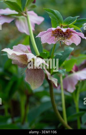 Helleborus orientalis, Sorte 'Tutu', Spätwinter- bis Frühlingsblumen Stockfoto