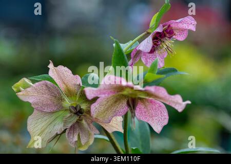 Helleborus orientalis, Sorte 'Tutu', Spätwinter- bis Frühlingsblumen Stockfoto