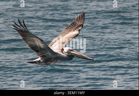 Brauner Pelikan (Pelecanus occidentalis), Golfito, Costa Rica Stockfoto